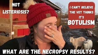 Baby Goat Necropsy Completed Today : The Vet thinks Its Botulism |  Fecal Test Results Are In