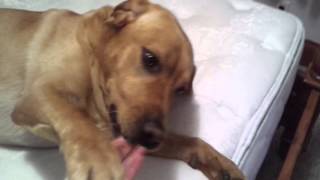 Information Best of March 2016 Cute and Funny Animals Update