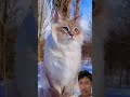 Natu #nature #cat #edit #viralvideo #beautiful #nature #tiktok #shorts #video