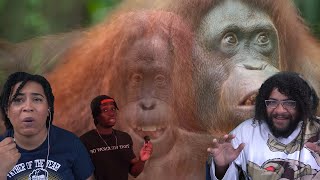 Casual Geographic | Orangutans: The Einsteins Of The Forest!! @SkittenSays