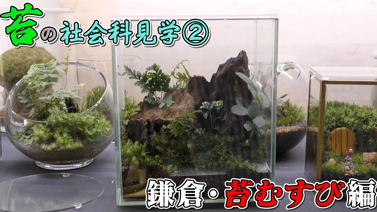 36 苔の社会科見学 鎌倉 苔むすびを堪能 Youtube 36 苔の社会科見学 鎌倉 苔むすびを堪能 Youtube