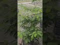 Green and Other Colors of Leaves : Scientific Explanation #chlorophyll #pigments