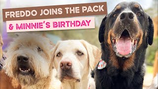 Freddo the Rottweiler tjoins the pack off leash, happy birthday Minnie the Cocker Spaniel