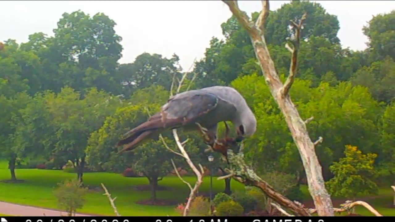 Cicada Metamorphosis and Wildlife that Likes to Eat Them