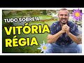 Saiba tudo sobre a vitória-régia | Uma linda planta aquática