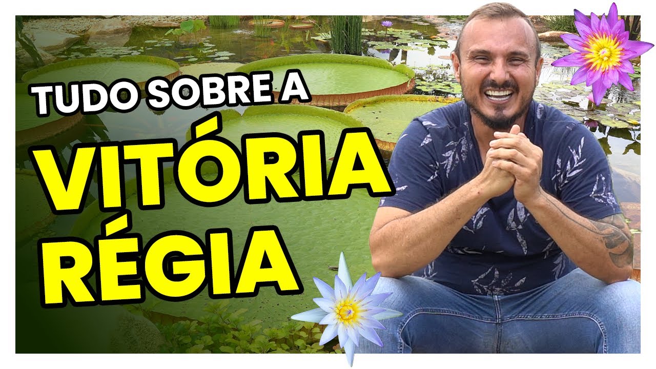 Saiba tudo sobre a vitória-régia | Uma linda planta aquática