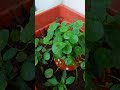 Coin plant l Chinese money plant l UFO plant l pancake plant l lefse plant l missionary plant l
