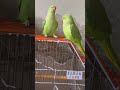 Parrot Talking Episode 88 Talkingparot