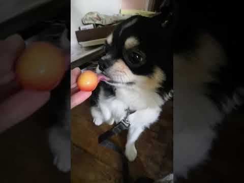 さくらんぼ犬 Cherrychihuahua Youtube