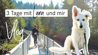Vlog | Leben mit Hund | 3 Tage mit SCHWEIZER SCHÄFERHUND Junghündin Lana