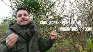 Le Chimonanthus praecox - Chimonanthe précoce