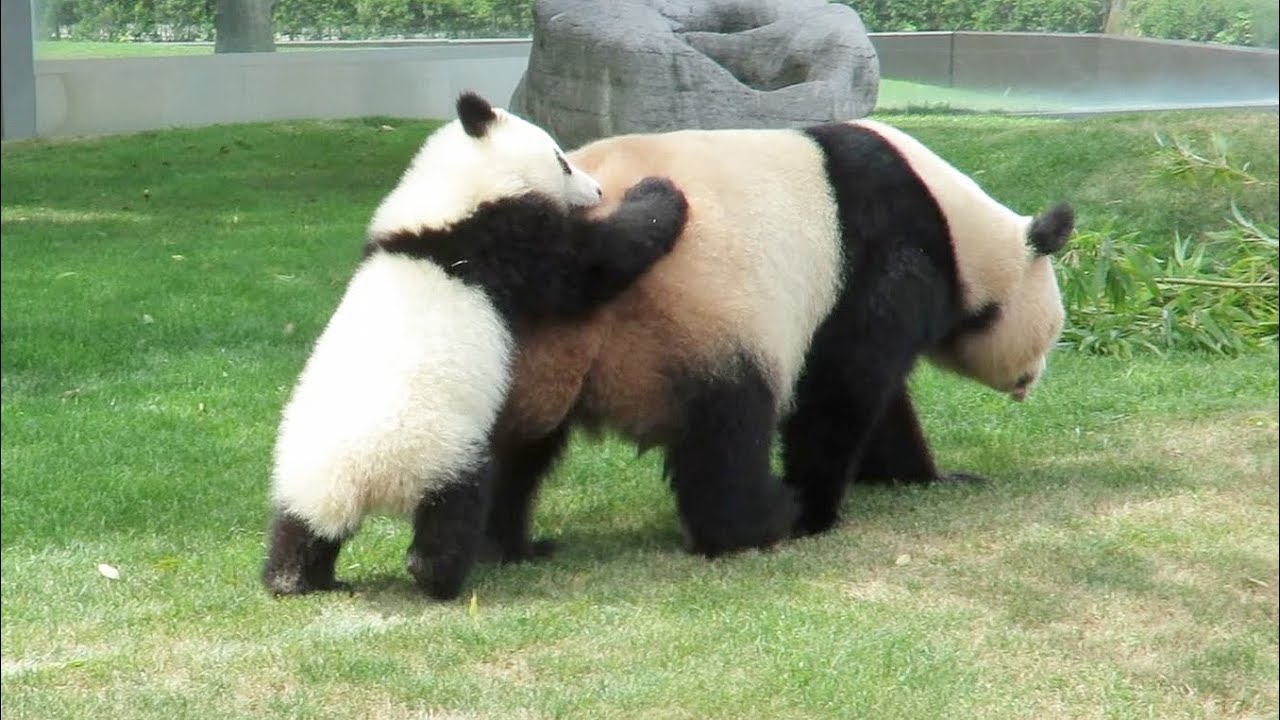 もののけ京都 英語版 Panda Parent and cub パンダの親子 もののけ京都