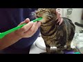 Brushing my cat's teeth because they want me to