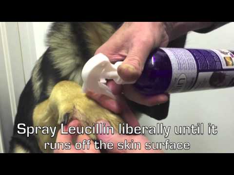 leucillin-antiseptic-skincare---how-to-use