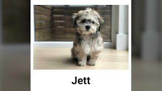 Puppy scam cost South Shore woman hundreds, she says