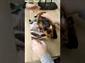 Морские свинки. Взвешивание поросят 6 февраля. Вес растёт 😀