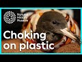 Plastic Monitoring Project Quiz