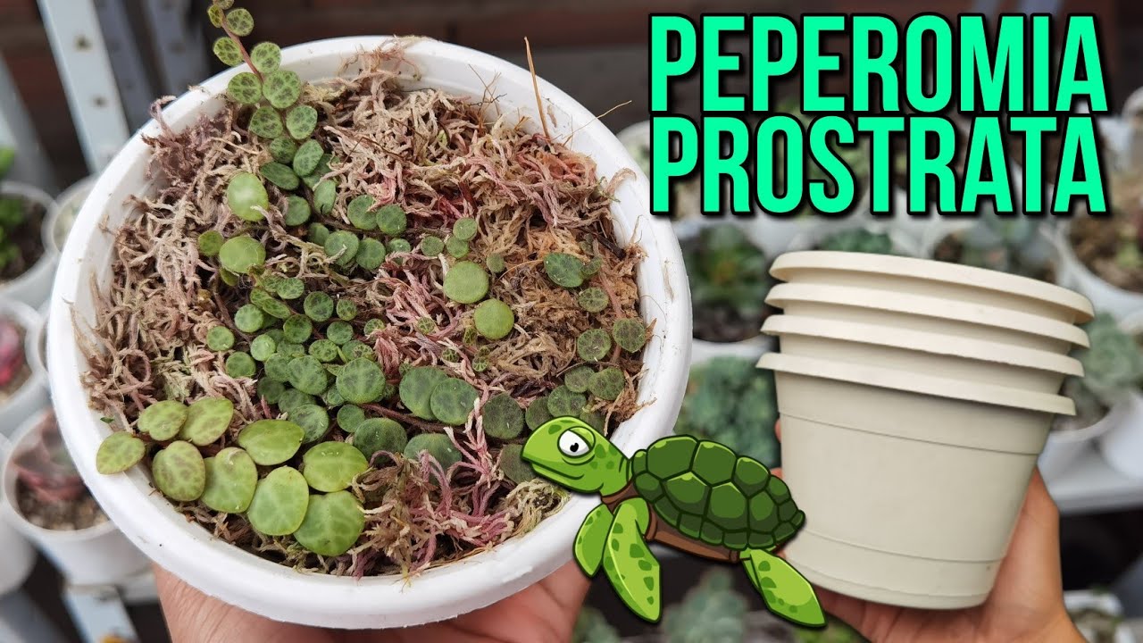 Plantando la hermosa suculenta tortuga con sustrato especial 🐢 | Jardines by Angie