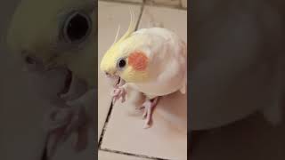 cockatiel singing/ cockatiel voice/ happy cockatiel singing #cockatielsound #cockatielsinging #bird