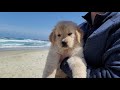 Golden Retriever puppy goes to the beach | Oshies World