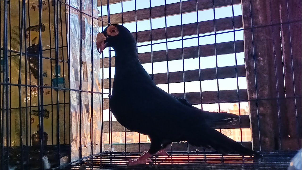 موجود مجموعه 😱 زغاليل زاجل و حمام💥 مراسلات و شقلباظات و غزار عند محمد ...