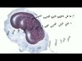 ما هي الخلايا الوحيدة ؟ وما هي وظائف الخلايا الوحيدة ؟