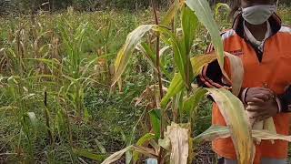 Panen Jagung