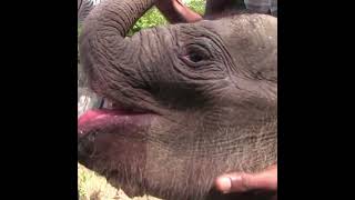 Stranded baby elephant | 取り残されたゾウの赤ちゃん | طفل الفيل | Save baby elephants | Elephant #shorts