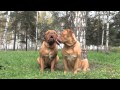 Dogs singing happy birthday (Barking Mad) Dogs singing happy birthday (Barking Mad)