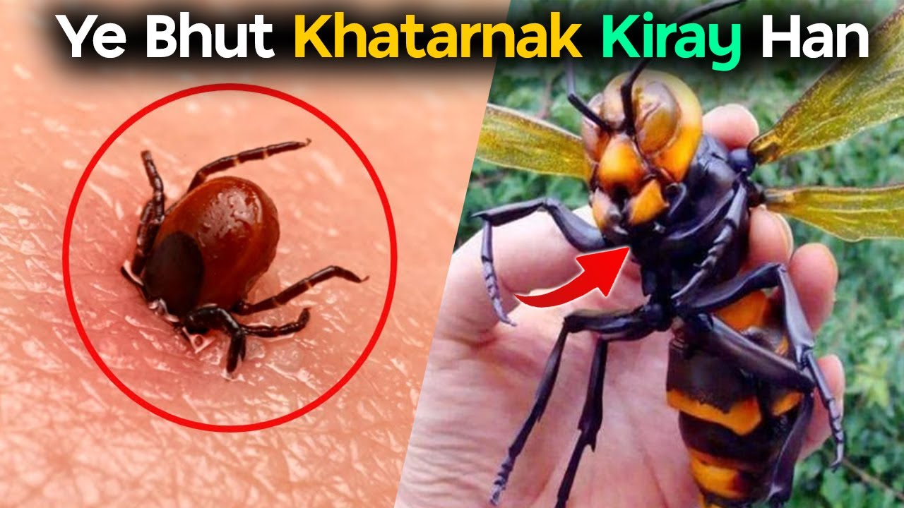 7 Most DANGEROUS Insects in the World YouTube
