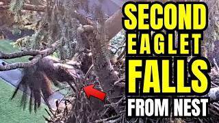 SECOND EAGLET FALLS FROM NEST 😢 PEACE FELL THIS MORNING 💔 Royal Oaks: Vancouver WA