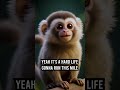 Hard Life Still Smile Michelia Alba Cute Monkey Version