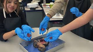 Career Readiness:WBL