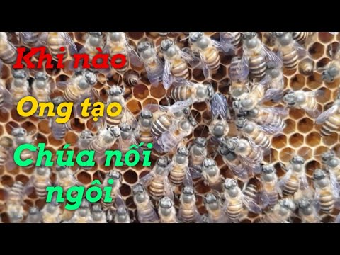 Video Ong chúa nối ngôi là gì?|Bao lâu đàn ong tạo chúa nối... - youtube