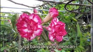 ADENIUM PHET MON KON