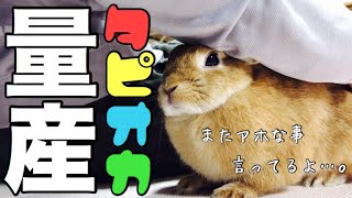 驚きのタピオカの作り方 #514