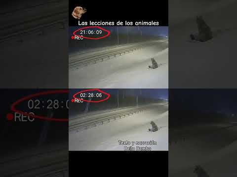 Las lecciones de los animales #bellabamba #historiasdeanimales #animales #historiasdeperros