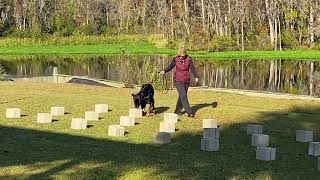 Ryngo AS2 Scent Detection Palmetto Working Dog Club Trial Oct 23 2022 Update