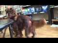 【ドキドキ動画】【大型犬の喧嘩】遊びから喧嘩へ!Wrestling Irish Setter that friendship will be tested