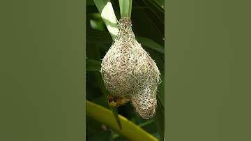 1030 Unbelievable Weaver Bird Build nest  Bird Constructions#birdhome