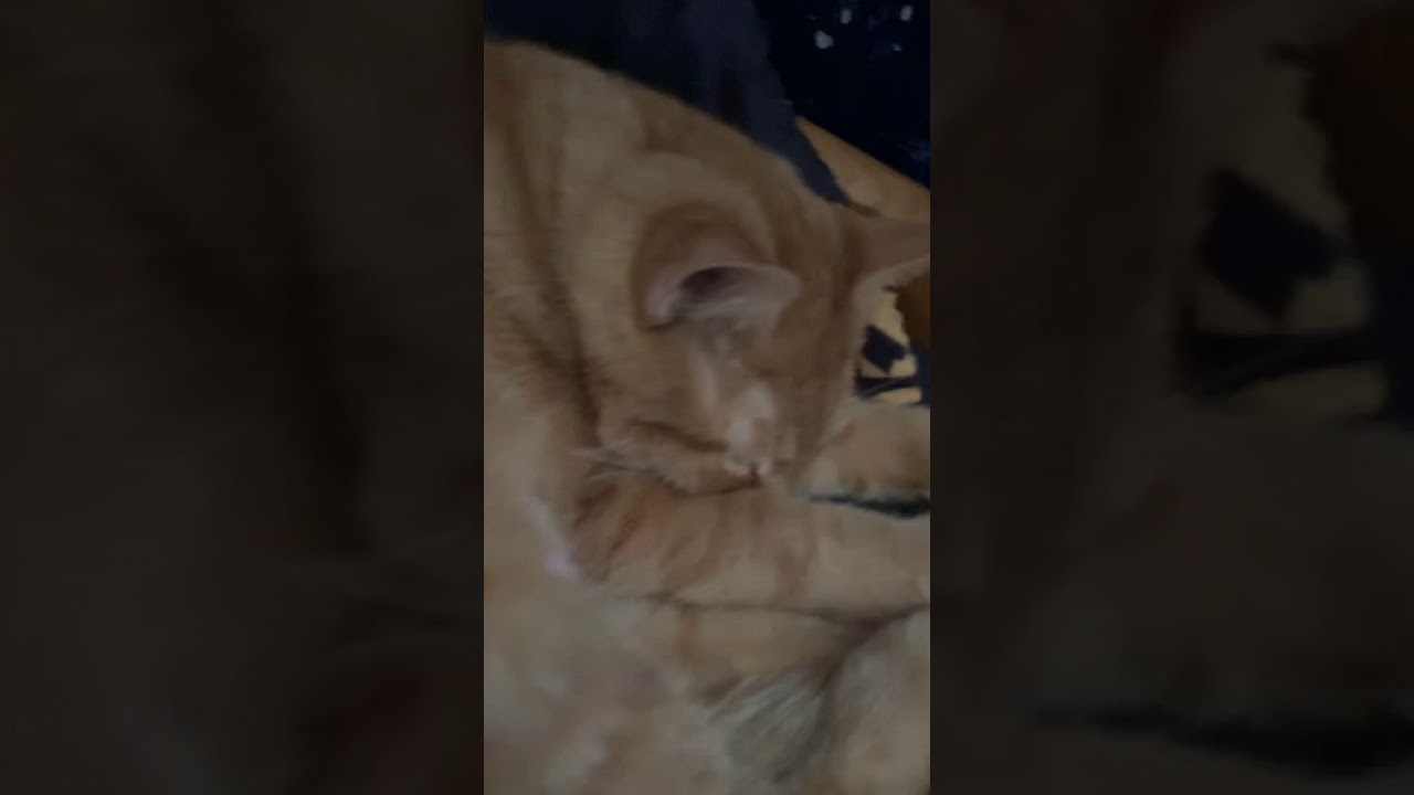 Sleeping cat 