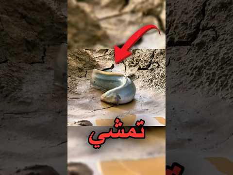 سمكة تتنفس من رئتيها