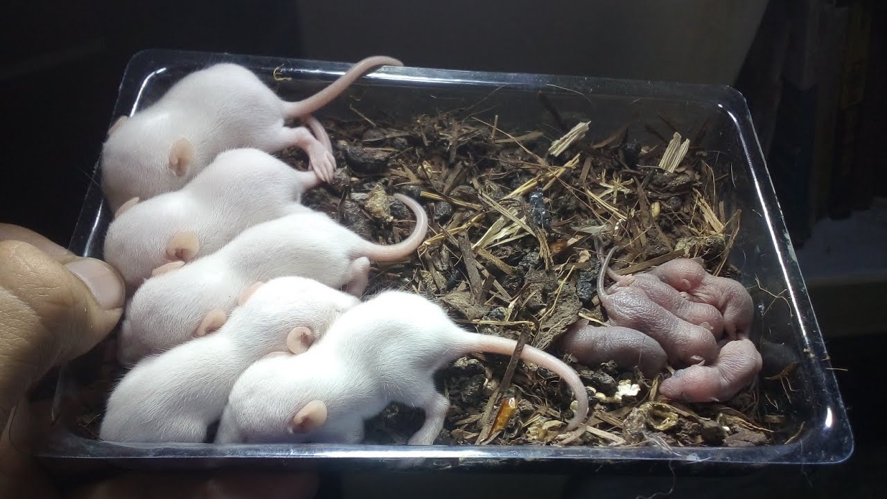 Baby Rats Vs Baby Mice Youtube Baby Rats Vs Baby Mice Youtube