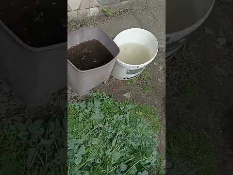 megmentettem egy zöld