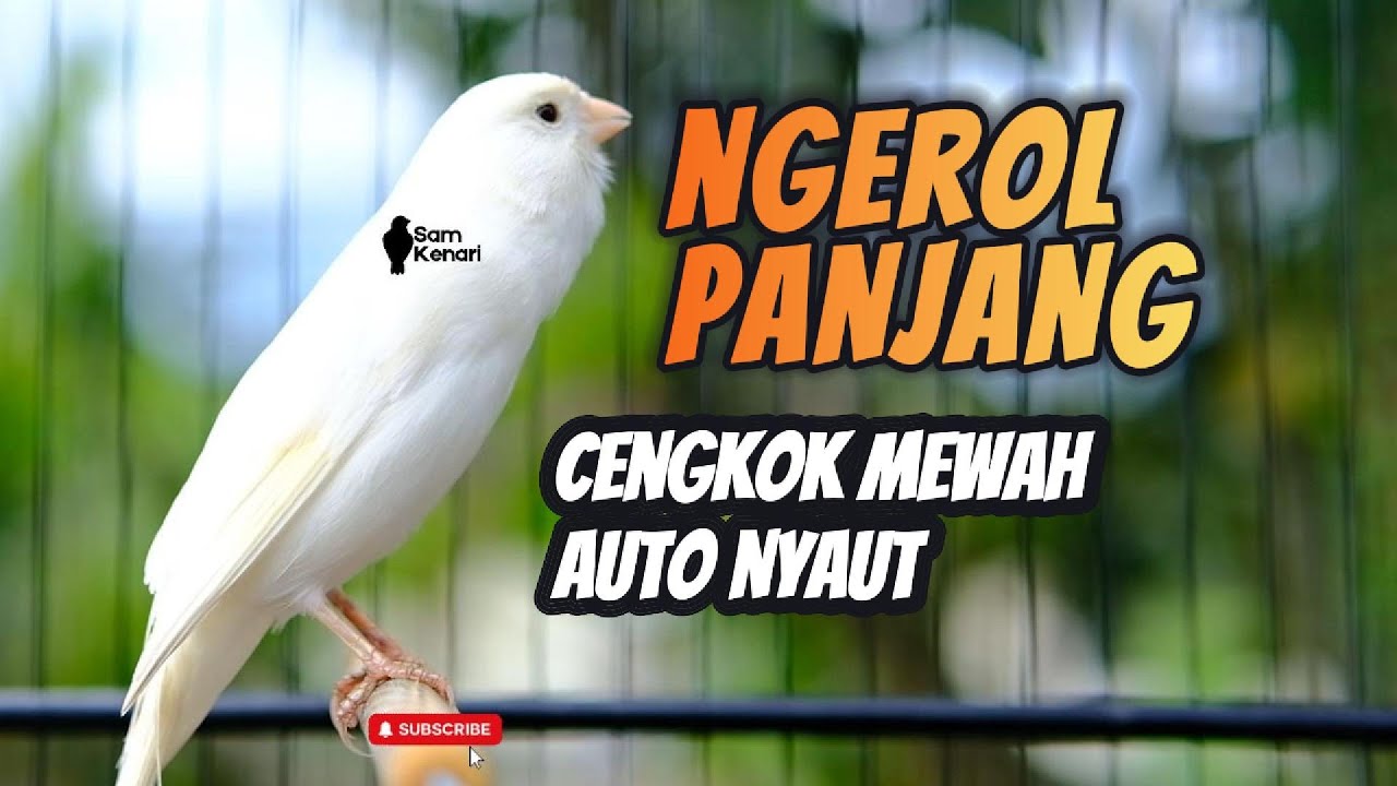 Kenari Gacor Seharian Pakai Pancingan Ini! Masteran Ampuh Bikin Burung Makin Fighter! live