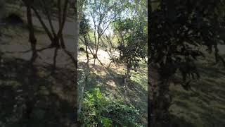 Chacra. El Oasis del Peregrino. Bompland Misiones Argentina.