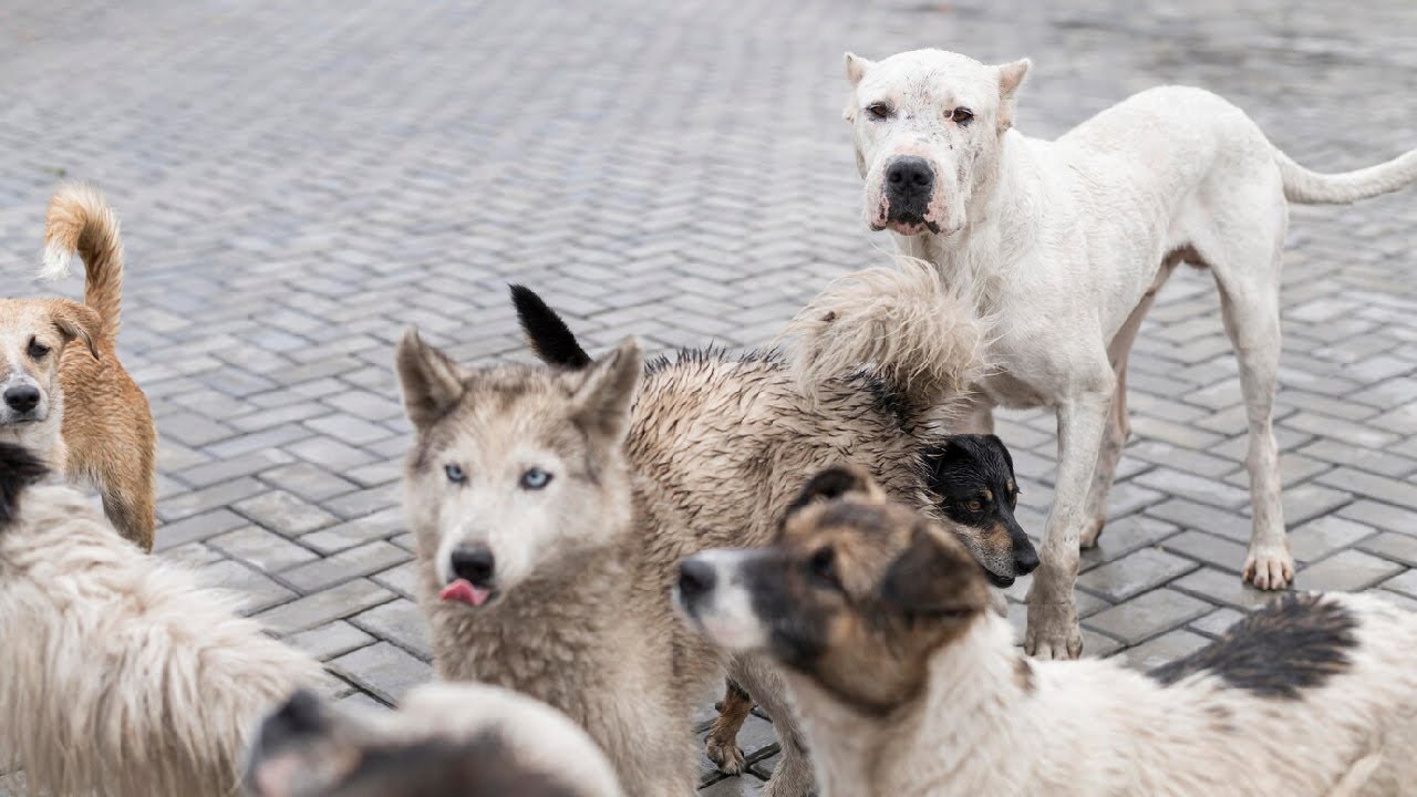Стая бродячих собак напала на детей в городе Троицк. Дети залезли на турникеты и ждали помощи