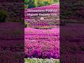 Shibazakura Festival 2025 #gardeninghouseplants #香川県 #shibazakura #springflowers #japan