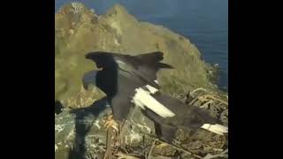 Details This eagle couple arguing Update