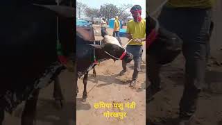 छपिया गोरखपुर से  3 मार्च 2026 | cow buffalo market chhapiya